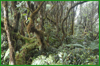Mangrove forest