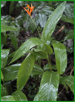 Tropical plant with a flower
