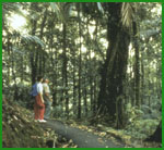 A person hiking on a trail