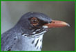 Redflegged thrush