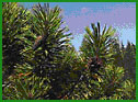 Shore pine