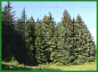 Stika Spruce