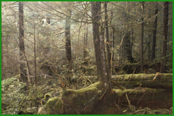 Tongass NF