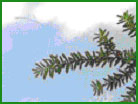 Western Hemlock