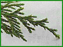 Yellow Cedar