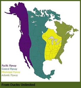 Map of North America showing the different Flyway zones
