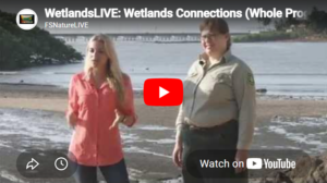 Thumbnail from Wetlands LIVE: Wetlands Connections