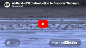 Thumbnail for Wetlands LIVE: Discover Wetlands