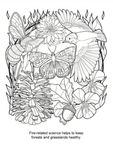 Advanced Fire Scientists coloring book fire and forest health PDF preview