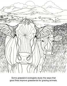 Advanced Fire Scientists coloring book fire and grasslands PDF preview
