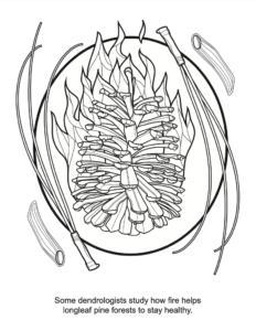 Advanced Fire Scientists coloring book fire and tree health PDF preview