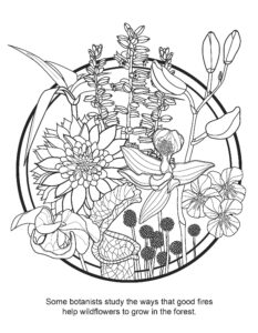 Advanced Fire Scientists coloring book fire and wildflowers PDF preview