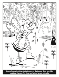 Bee a Fire Scientist Fire and Animal Homes PDF Preview