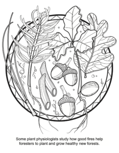 Advanced Fire Scientists coloring book fire and plant growth PDF preview