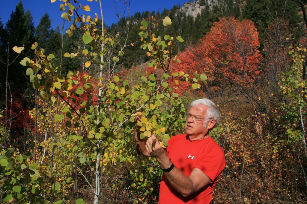 Dr. Dale Bartos outside examining a tree.