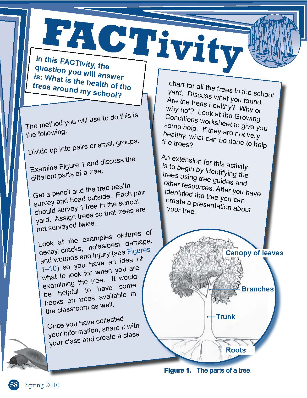 FACTivity - The Emerald Ash Borer - Invading Ash Trees in the Oxbow ...