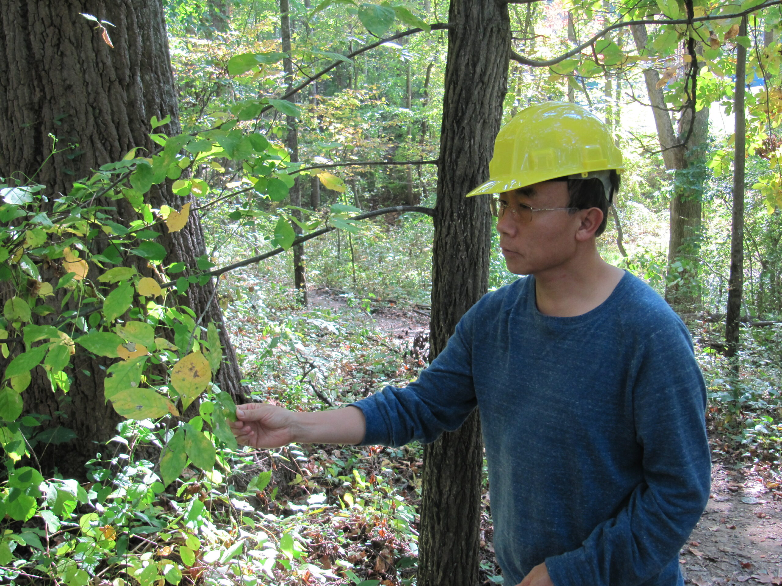 Photo of Qinfeng Guo, wearing a yellow hard hat and inspecting leaves on a low branch.