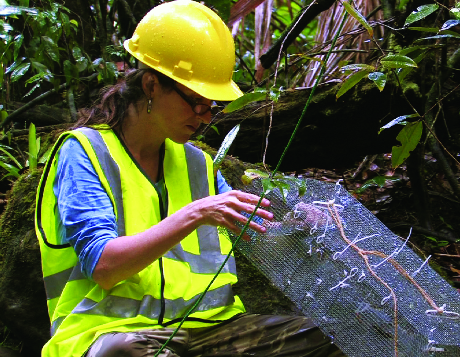 Tamara Heartsill Scalley checks a mesh trap.