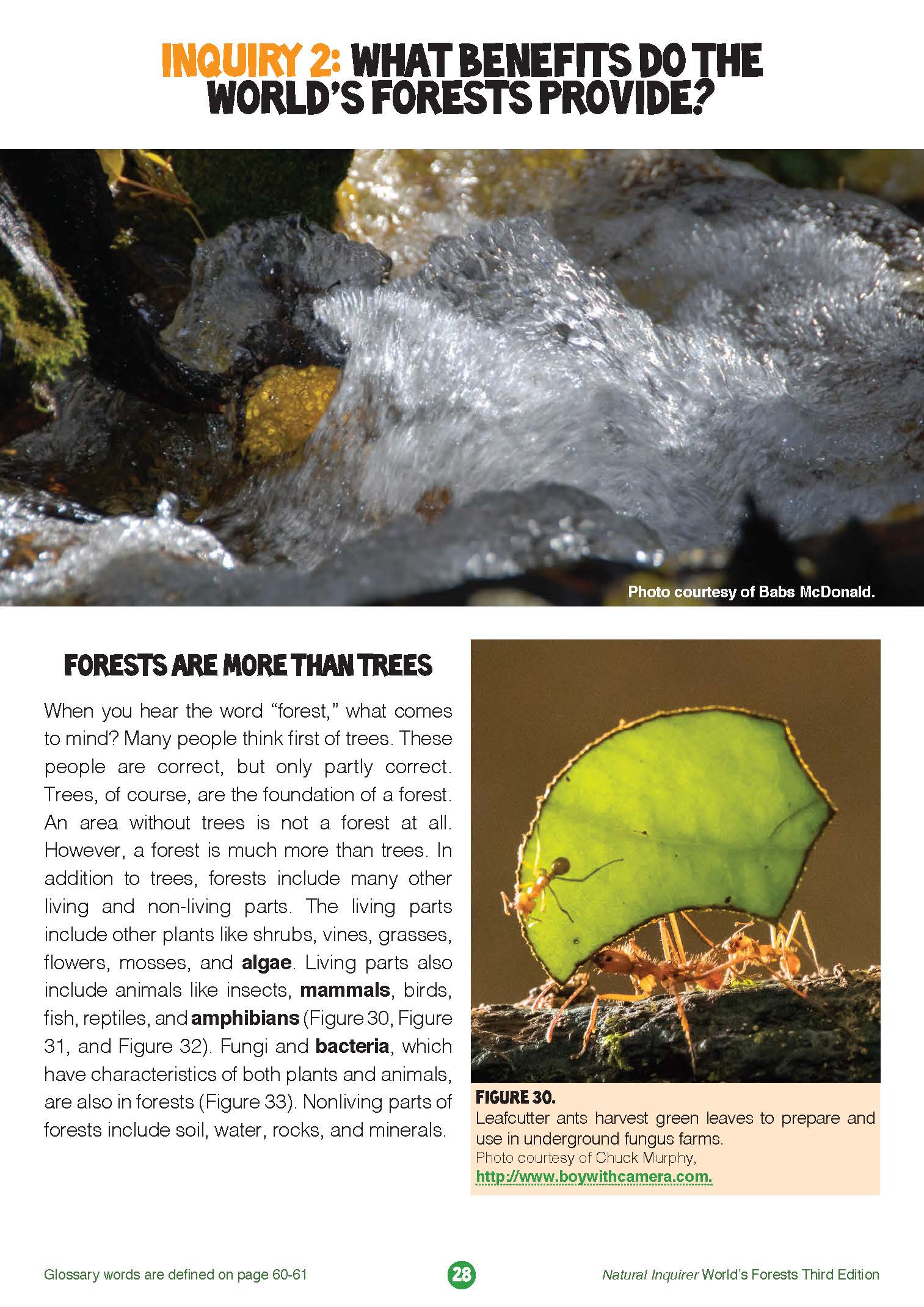 FACTivity - Trees & the Water Cycle - Natural Inquirer