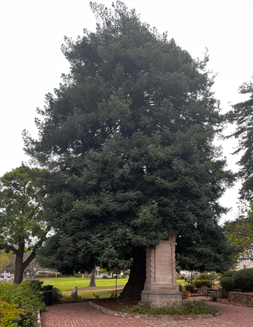 A mature coast redwood tree