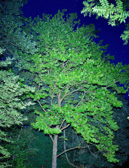The Cradle of Forestry Moon Tree, an American sycamore