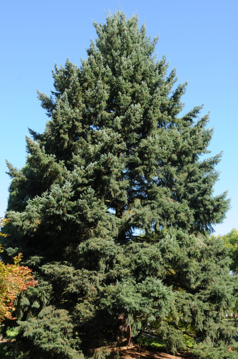 A large Douglas-fir tree