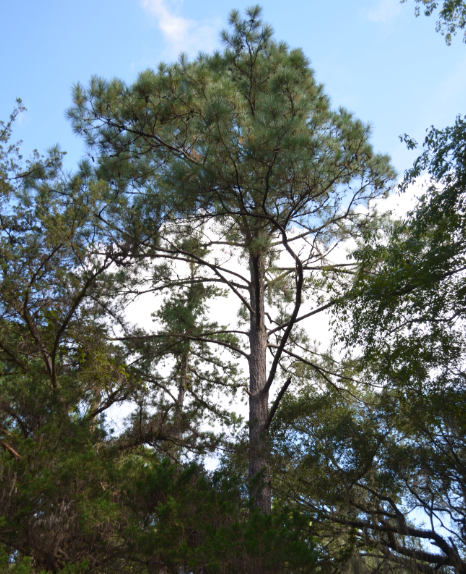 A loblolly tree