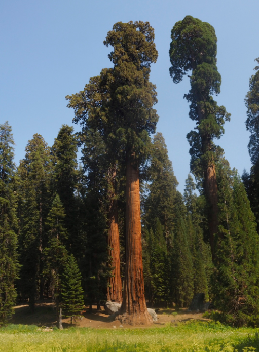 Mature giant sequoias