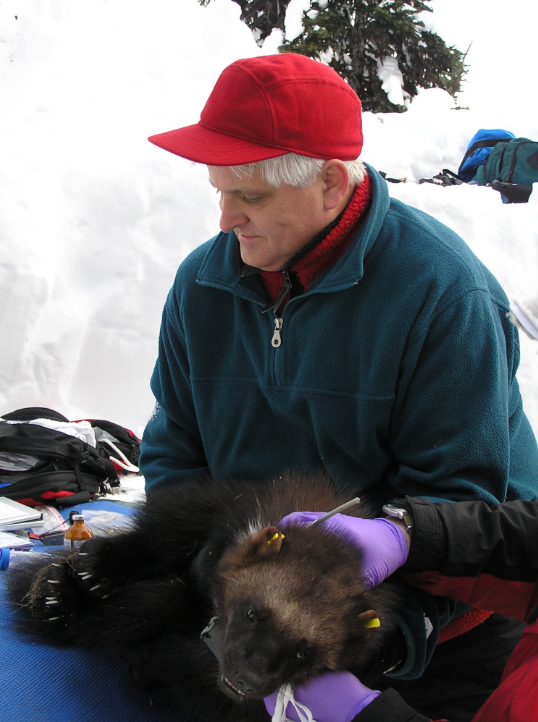 Keith Aubry takes measurements on a sedated wolverine in the snow.