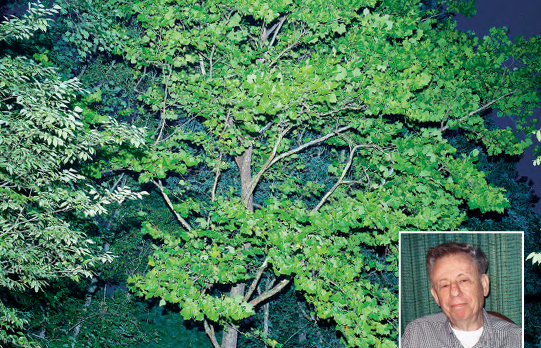 A small headshot of Stan Krugman overlaid on a photo of the Cradle of Forestry Moon Tree