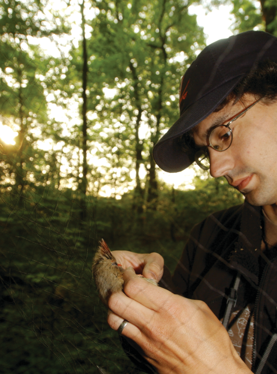 Steve Matthews extracts a bird from a mist net.