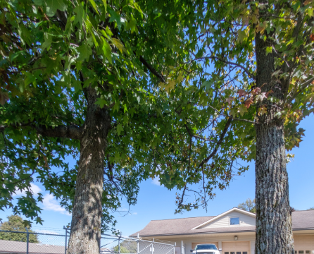 Two sweetgum trees