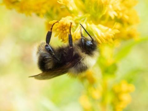 A bumble bee hangs upside down from a yellow flower.