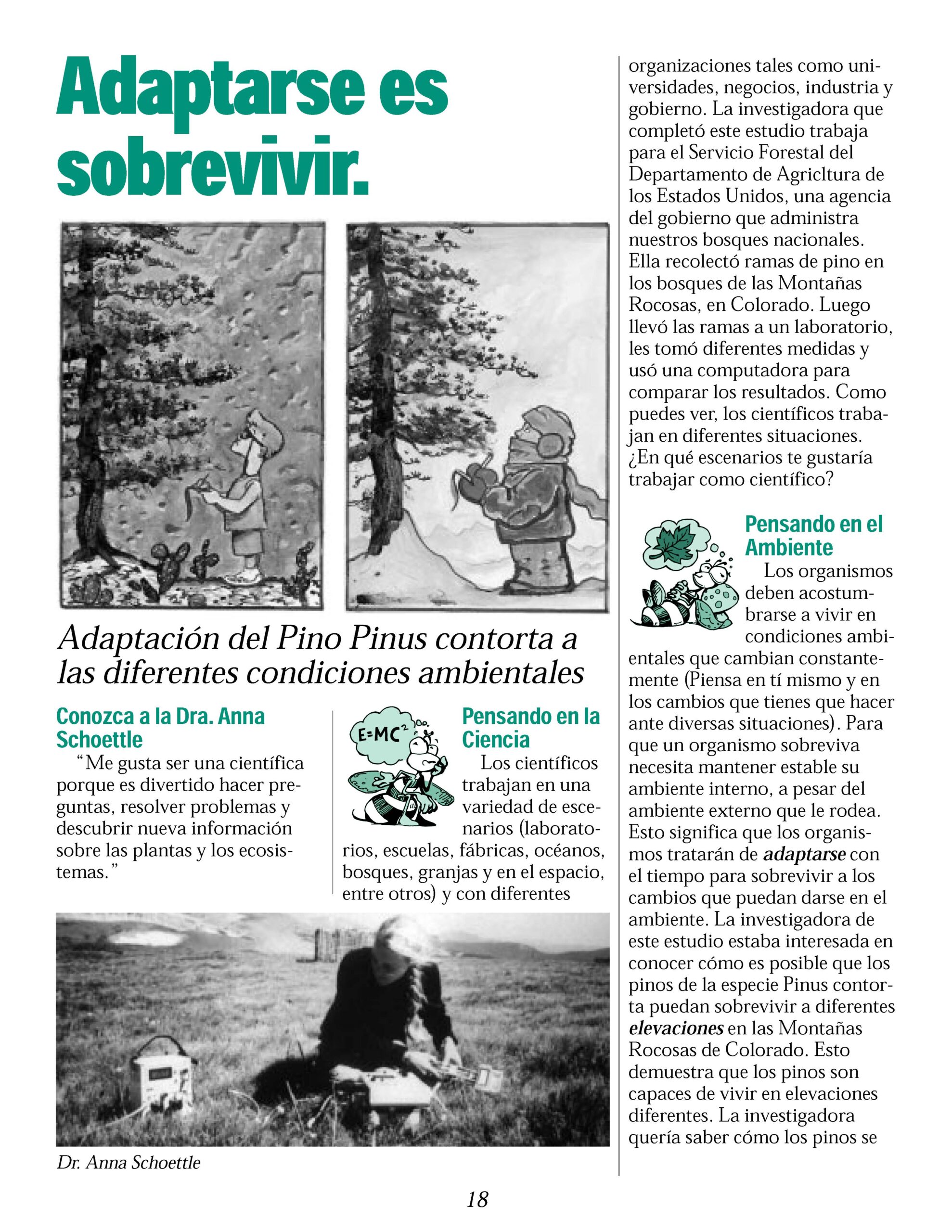 Finding Ways to Soak Up the Rays: Lodgepole Pine Adaptation to ...