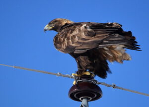 A golden eagle perched on a power line.