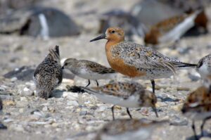Several shorebirds, called red knots, standing on a sandy shoreline.