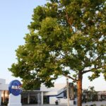 A Moon Tree standing outside Kennedy Space Center.