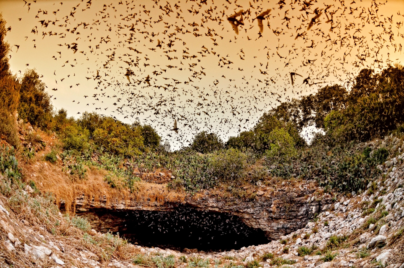 Bat Week Bat Week 2024 - Natural Inquirer