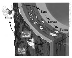 A black and white illustration of the life cycle of the mountain pine beetle. The beetle lays its eggs in the phloem of a tree. The eggs develop into larvae and then pupae emerge from the tree. The adult flies to the tree and bores into it to lay eggs in the phloem again.