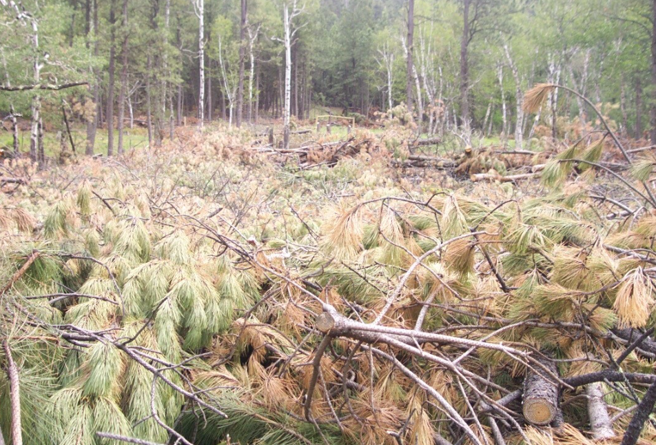 Felled pine trees piled on top of one another in a clearing.