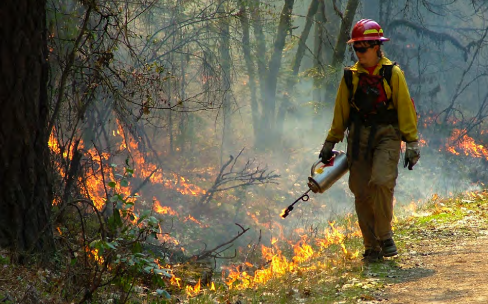 A forester walks on a forest road holding a drip torch and setting fire to the brush.