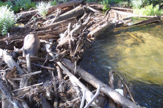 A beaver dam and the beaver pond created behind it.