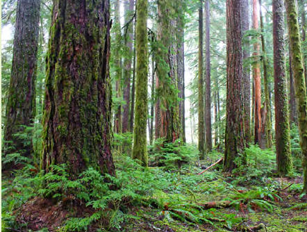 A forest of large, tall conifers.