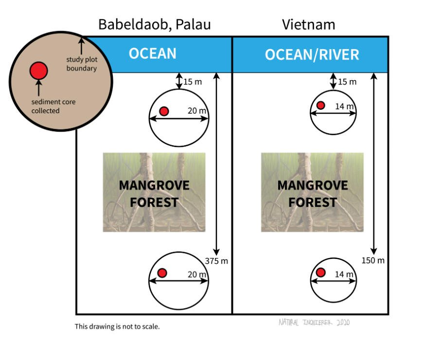 An illustration showing the study plots' locations in proximity to a body of water (ocean or river) in both Palau and Vietnam.