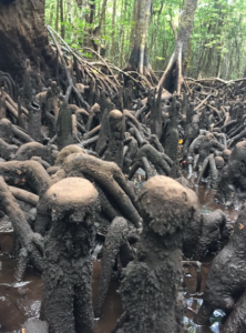 A photo of a mangrove, with the focus on the above-ground roots.
