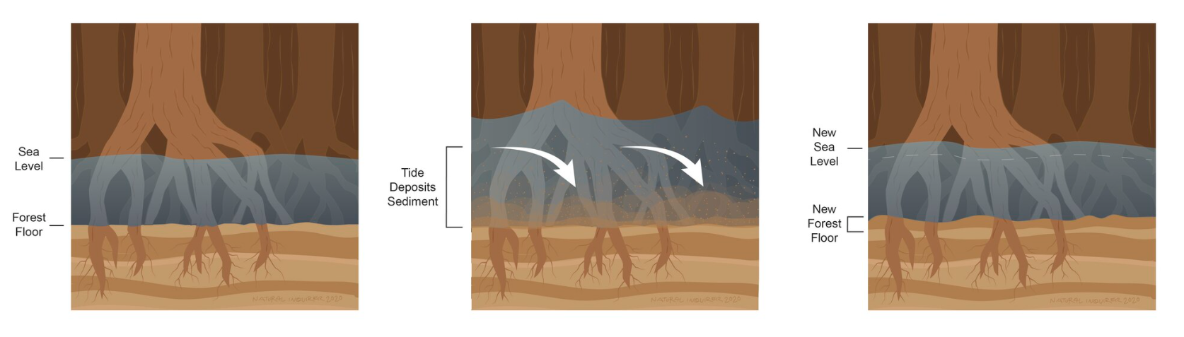 A cut-away view illustration showing a mangrove forest. The sea level and forest floor are marked. Then the tide comes in and sediment settles from the water onto the forest floor, raising the level of the land.