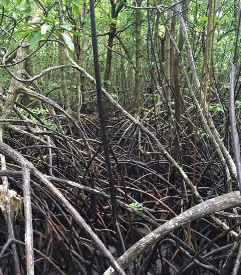 A dense mangrove forest