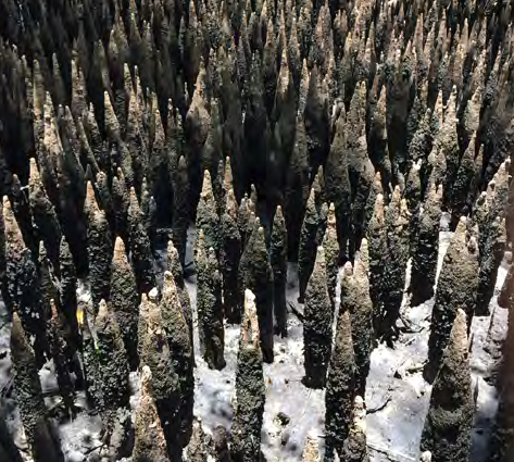 Sharp, spiky-looking roots of a mangrove that rise out of the water