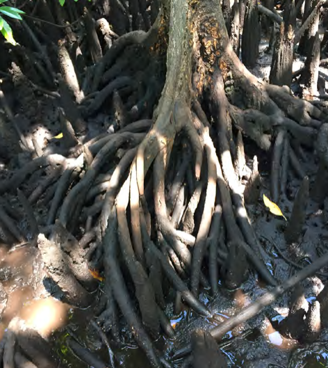 The spreading roots of a mangrove.