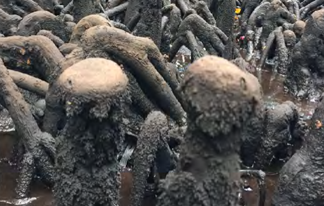 Knee roots of a mangrove - short, stubby roots with rounded caps on top